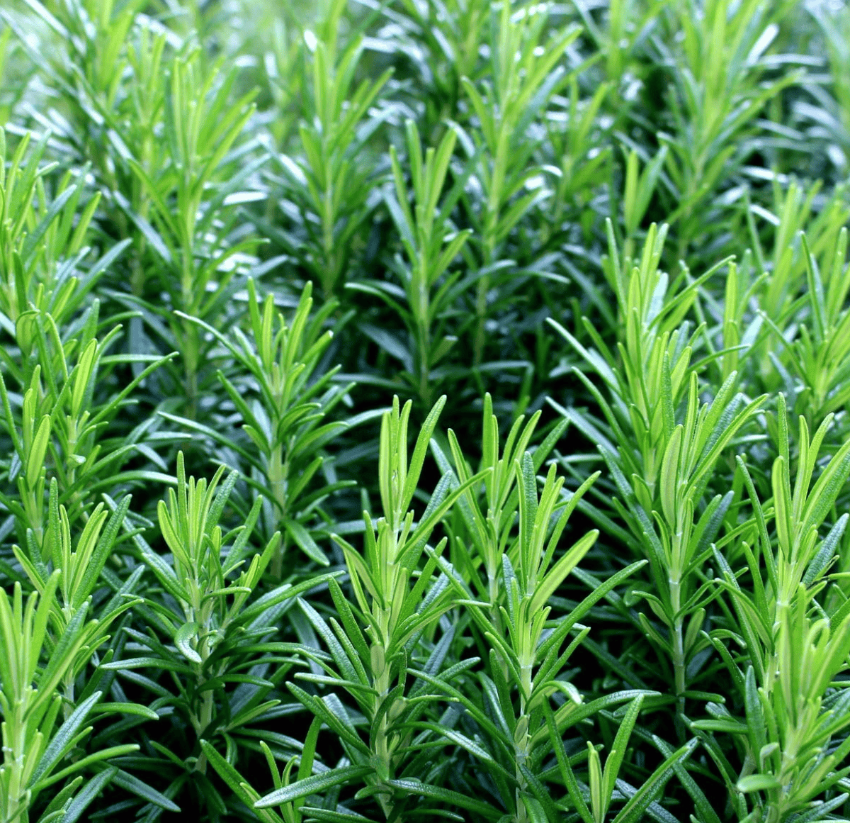 Rosemary Hydrosol Face Mist- Step 3