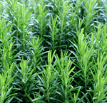 Rosemary Hydrosol Face Mist- Step 3 2