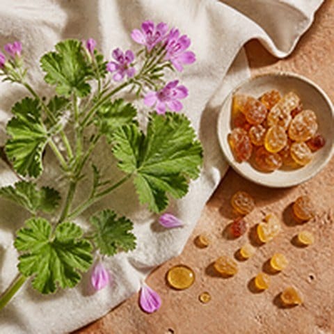 Rose geranium leaves and flowers beside frankincense resin